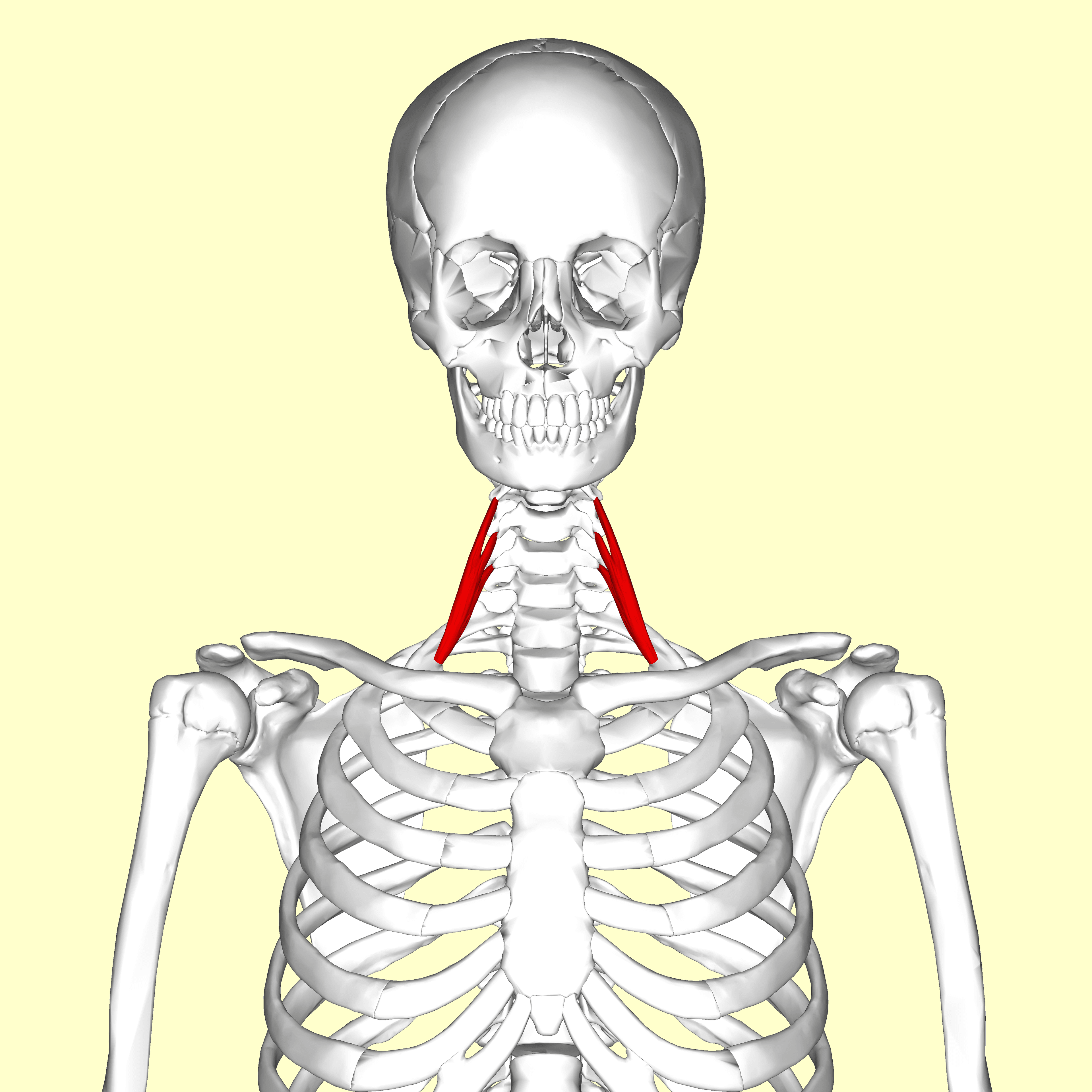 Anterior anatomical render of the neck and upper thorax with the paired anterior scalene muscles highlighted between the cervical spine and first ribs.