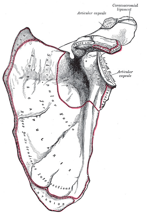 Anterior anatomical plate of the scapula and shoulder girdle showing the coracoid, glenoid, subscapular fossa and surrounding muscle attachments.
