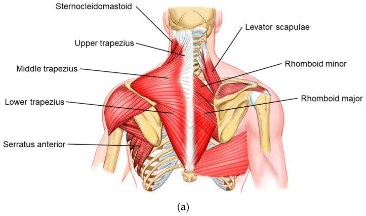 Posterior scapular muscle anatomy illustration labelling the trapezius, levator scapulae, rhomboids, serratus anterior and sternocleidomastoid