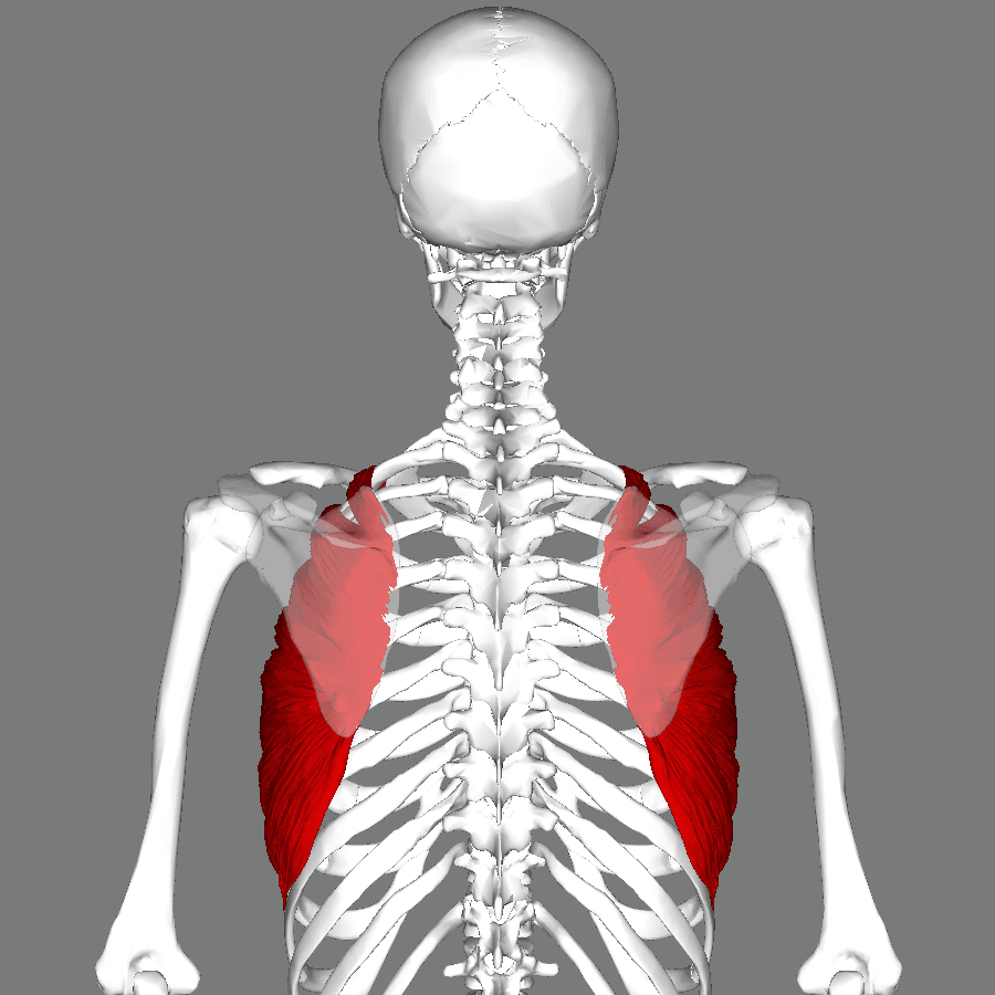 Posterior anatomy view with serratus anterior highlighted