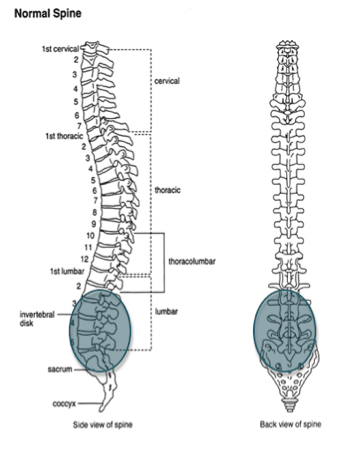 Diagram of the spine highlighting the sacroiliac joints and lower spine as the area primarily affected by ankylosing spondylitis