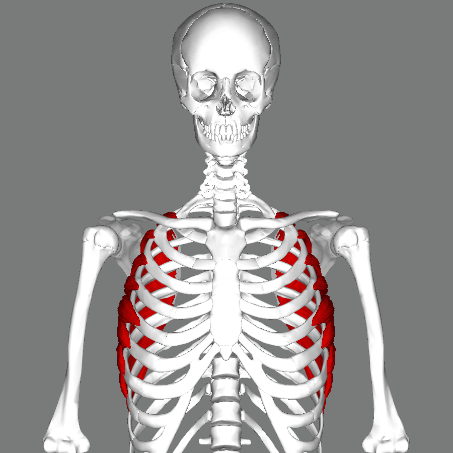 Lateral view of the serratus anterior muscle with the scapula rendered semi-transparent to reveal the muscle's attachments beneath it.