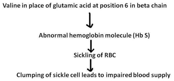 Flow diagram from the beta-globin substitution to impaired blood supply from clumped sickle cells