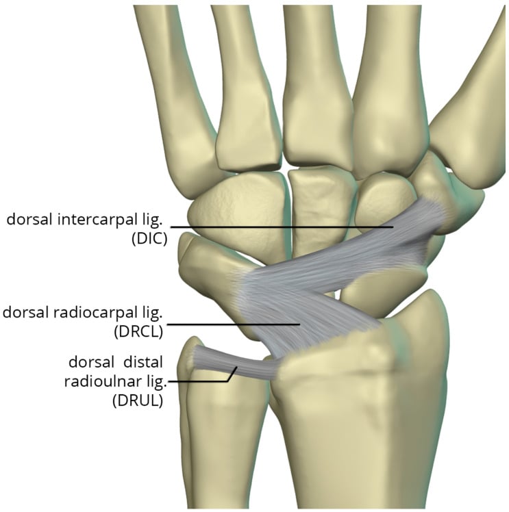 Illustration of the dorsal carpal ligaments labelling the dorsal intercarpal ligament, dorsal radiocarpal ligament and dorsal distal radioulnar ligament