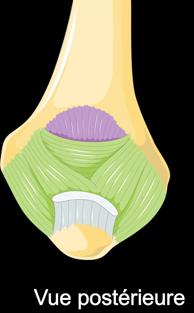 Posterior anatomical illustration of the elbow showing distal humerus, olecranon and periarticular structures
