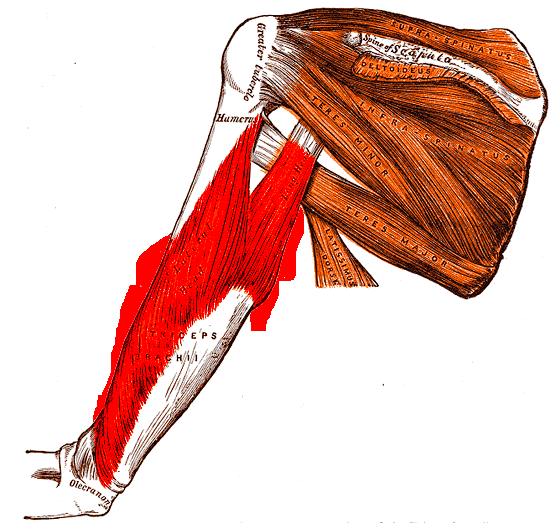 Posterior anatomical plate of the arm showing the triceps brachii and its insertion on the olecranon