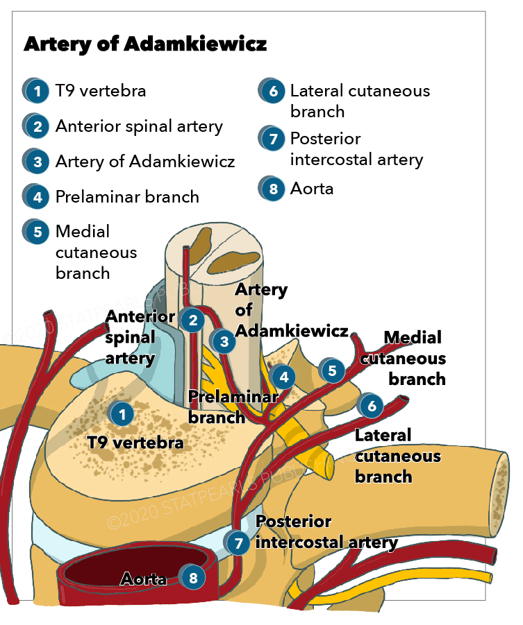 Labelled cross-section diagram at T9 showing the segmental artery branching into intercostal, radicular and medullary branches to the cord