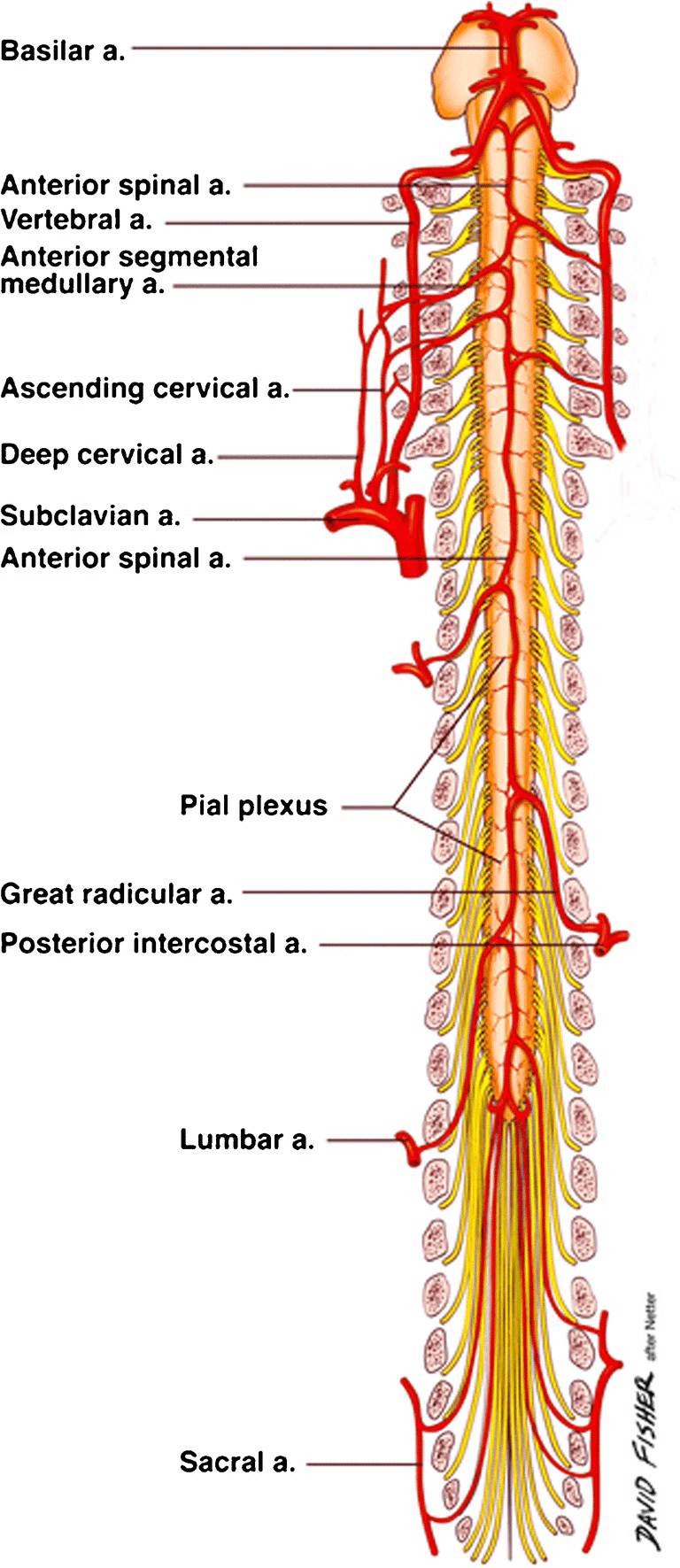 Schematic of the entire spinal cord vasculature showing the anterior spinal artery, segmental feeders and the great radicular artery