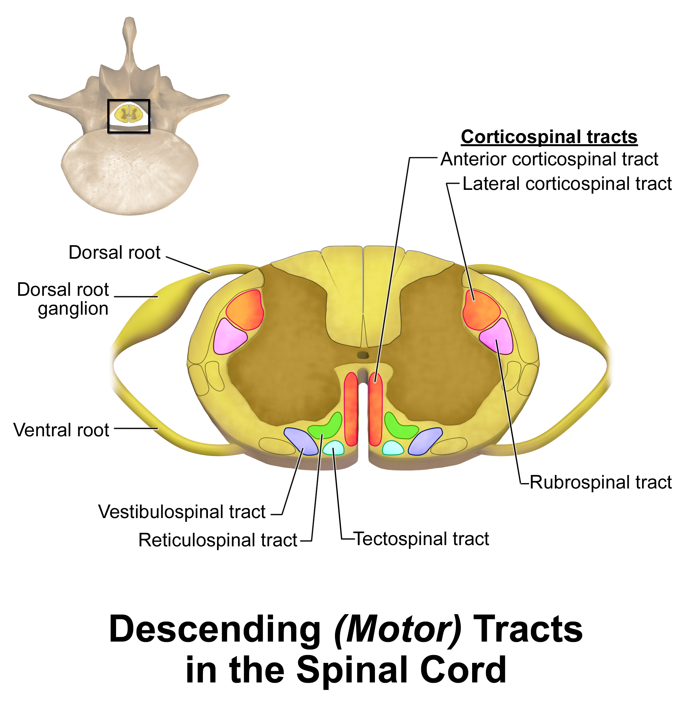Spinal cord cross-section showing the descending motor tracts (corticospinal) β the anatomical mechanism and overview of what MEP monitors