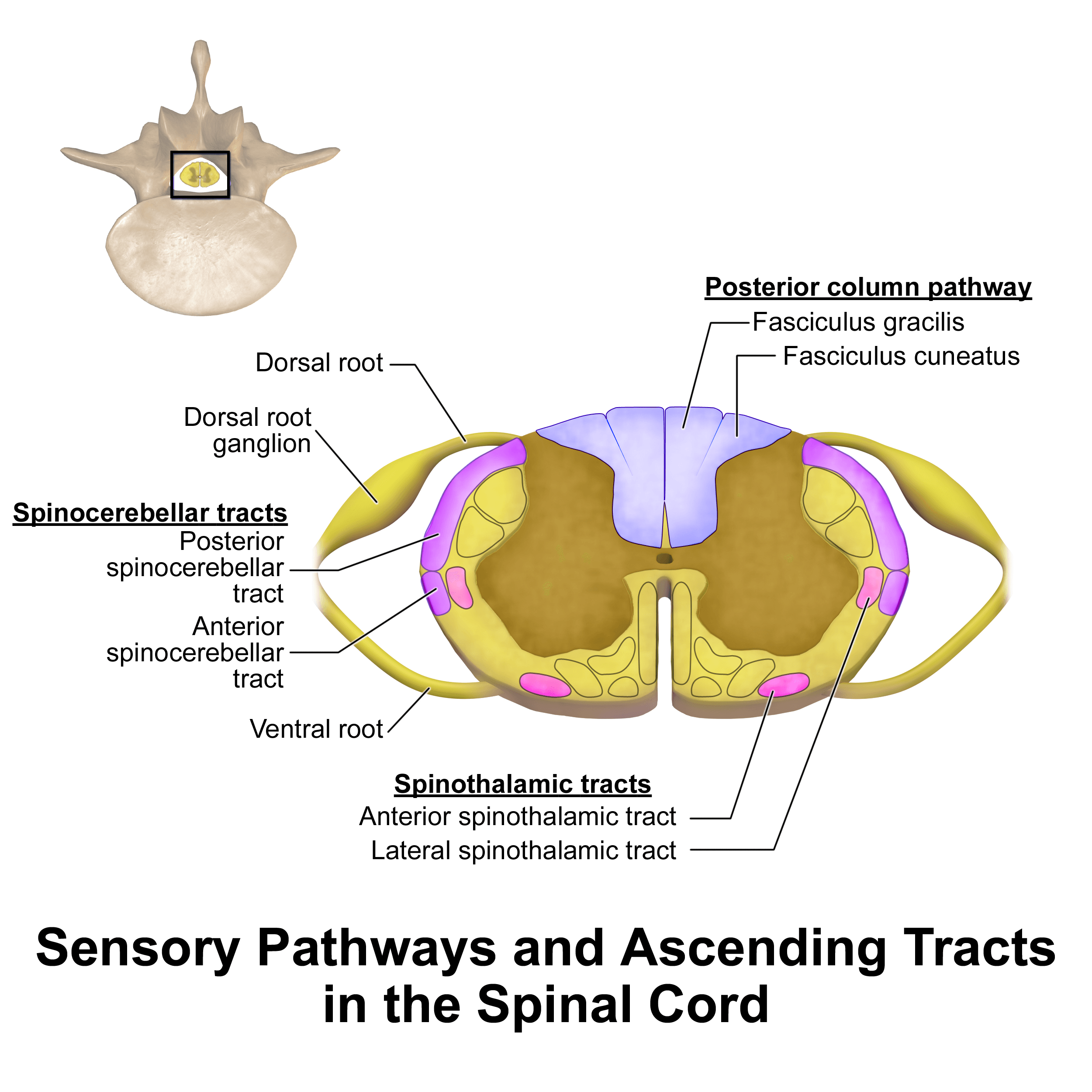 Spinal cord cross-section showing the ascending sensory tracts including the posterior columns