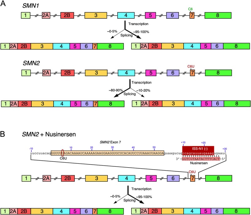 Diagram of SMN1 and SMN2 exon maps with their exon-7 splicing products, and nusinersen annealed to the intronic silencer ISS-N1 of SMN2.