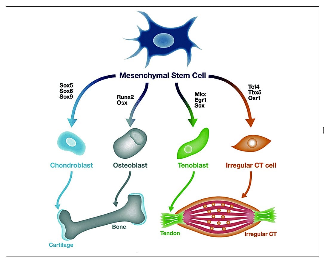 Diagram of a mesenchymal stem cell differentiating into chondroblast, osteoblast, tenoblast and irregular connective-tissue cell with the controlling transcription factors.