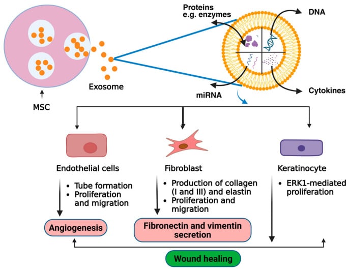 Schematic of MSC-derived exosome cargo (RNA, miRNA, proteins, cytokines) acting on host cells.