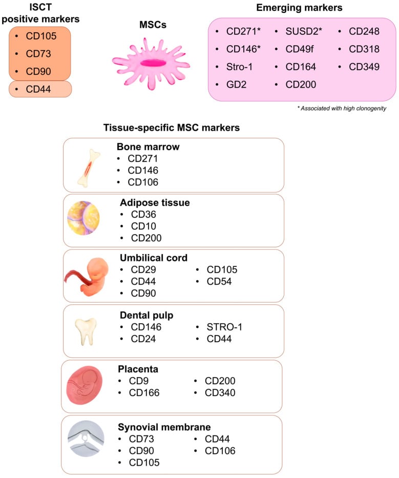 Graphical summary of mesenchymal stromal cell surface markers, positive and negative.