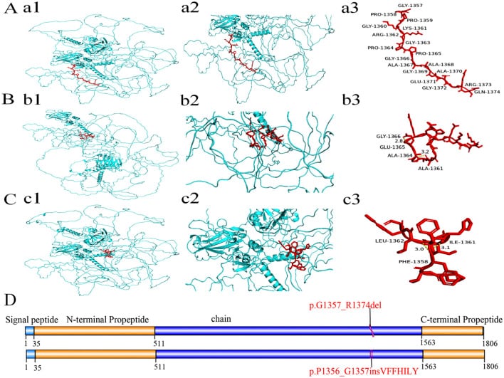 3D protein domain structure model of COL11A1 in Stickler syndrome Type 2