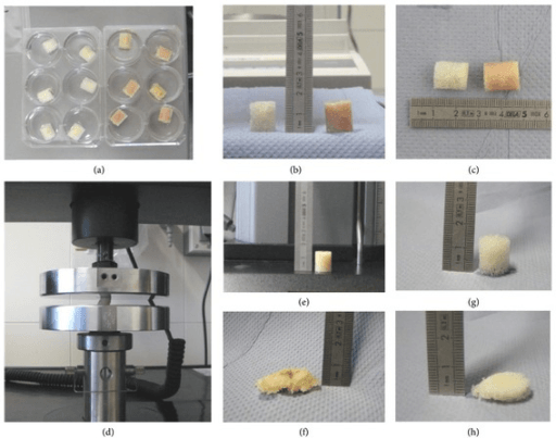 Biomechanical compression testing of native versus processed cancellous bone allograft cylinders, with specimens shown before and after loading.