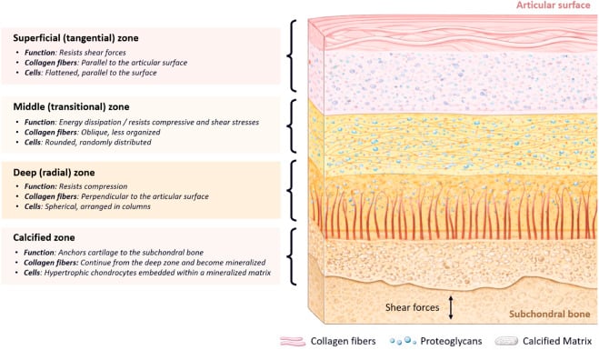 Articular cartilage zones with depth-dependent collagen orientation, cells and load-bearing functions over subchondral bone