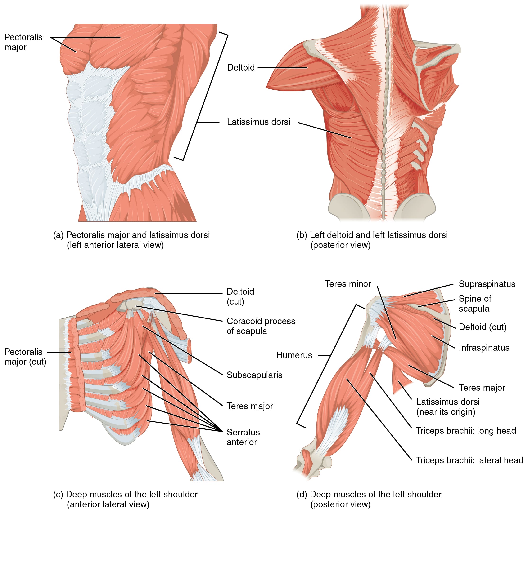 Four-panel labelled illustration of the muscles that move the humerus; the deep anterior-lateral panel labels the subscapularis.