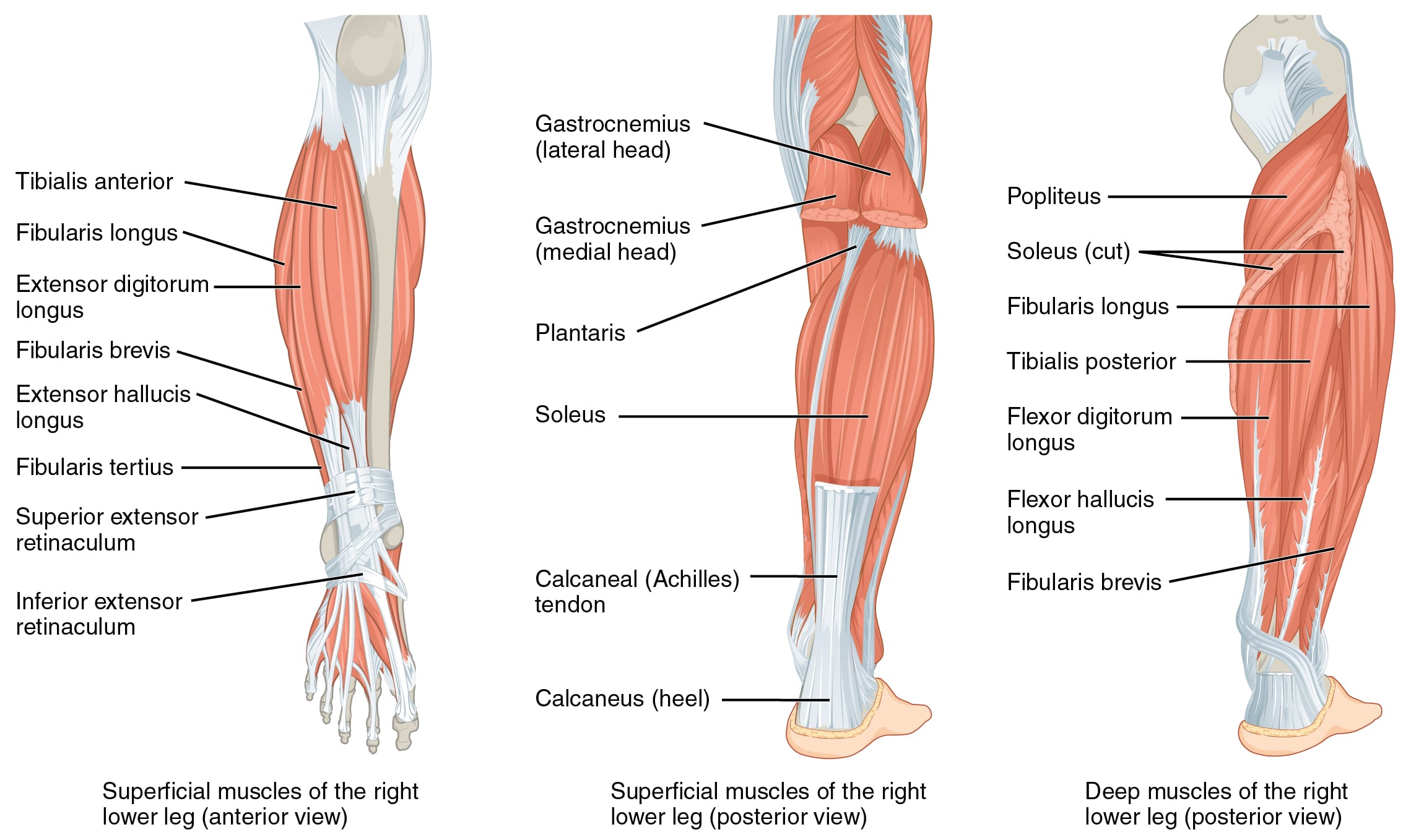 Illustration of the leg showing the anterior and posterior compartments with the superficial peroneal nerve in the lateral compartment.