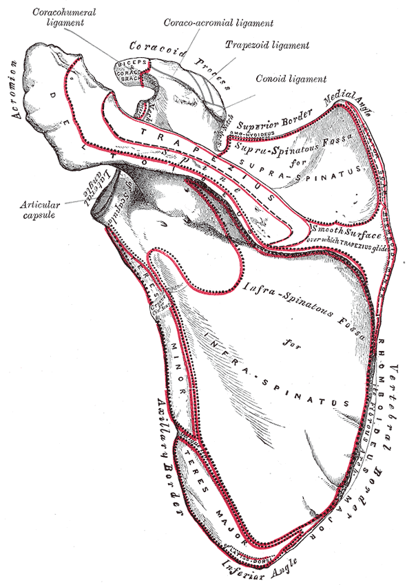 Gray anatomical plate of the dorsal surface of the scapula showing the supraspinatous and infraspinatous fossae, spine, acromion, coracoid and borders.
