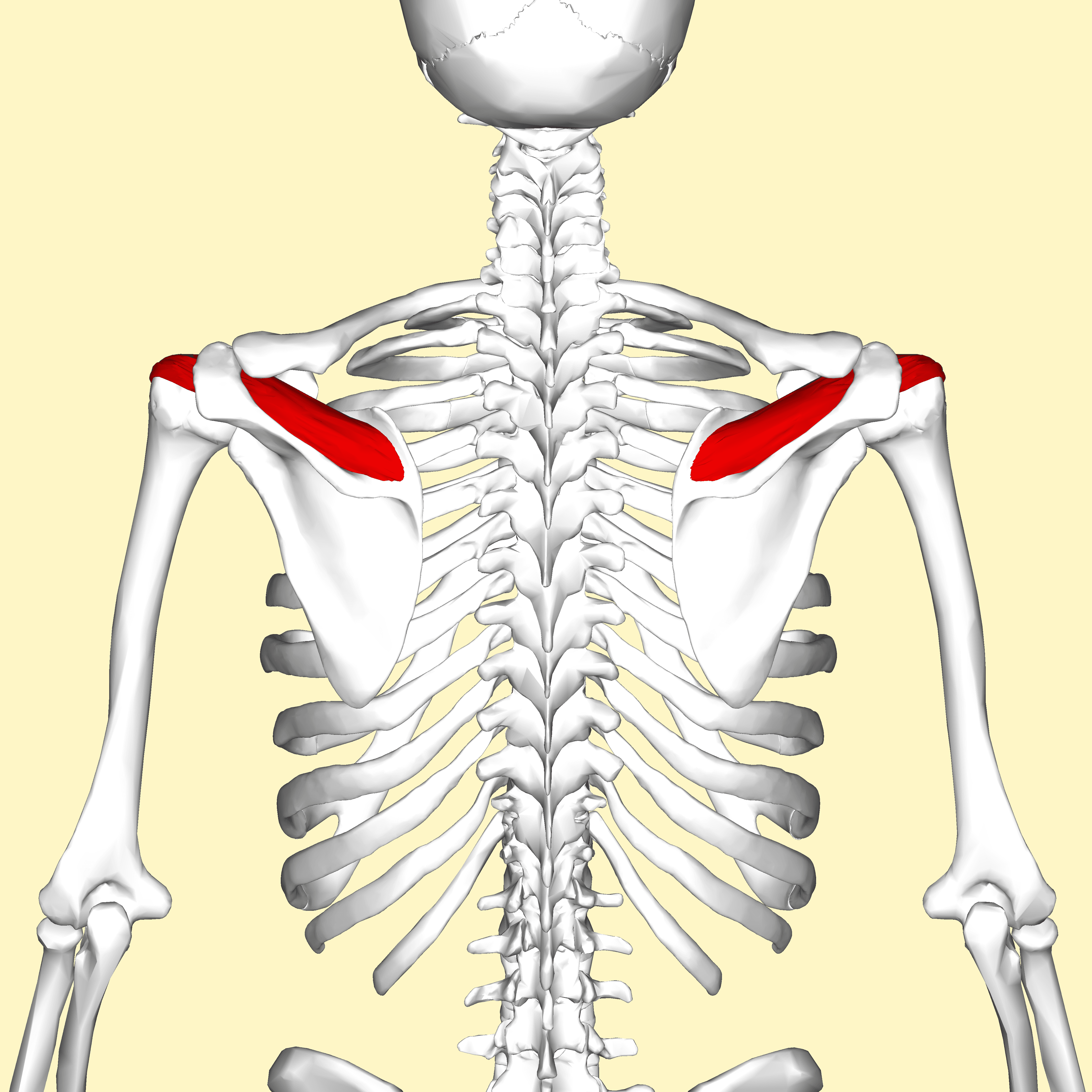 3D reconstruction with the supraspinatus highlighted in the supraspinous fossa, converging to its tendon on the greater tuberosity.