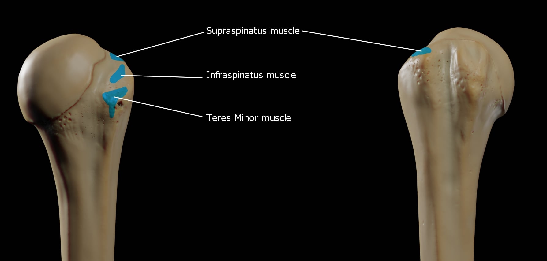 Posterior view of the shoulder showing the supraspinatus, infraspinatus and teres minor muscles converging to insert on the greater tubercle of the humeral head.
