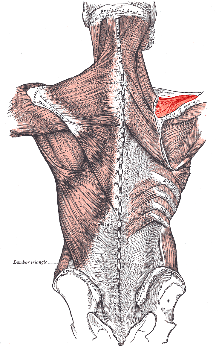 Posterior view of the muscles connecting the upper limb to the vertebral column, with the rotator cuff deep to trapezius and deltoid.