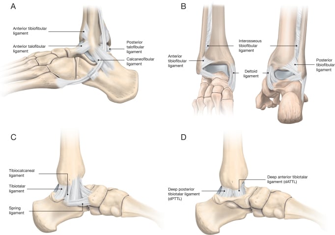 Four-panel illustration of lateral ankle ligaments, anterior and posterior structures, and superficial and deep deltoid components