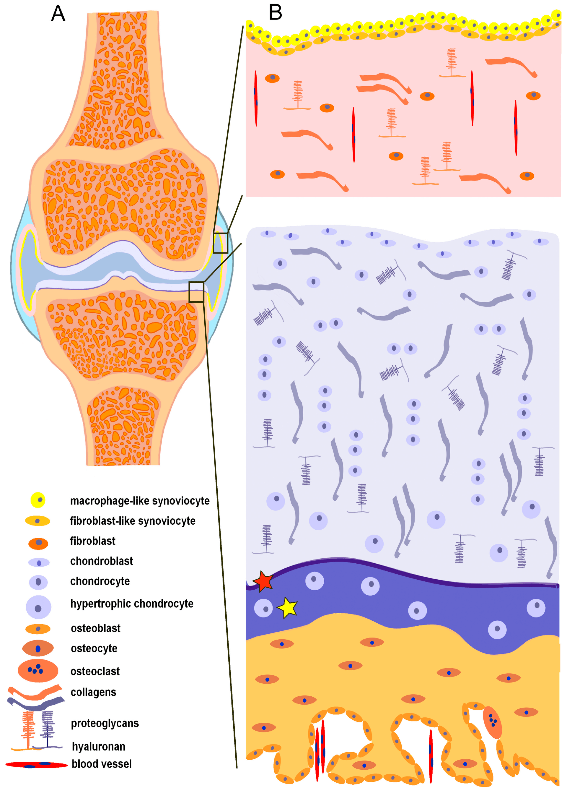 Schematic of a synovial joint and the microscopic structure of the synovium.