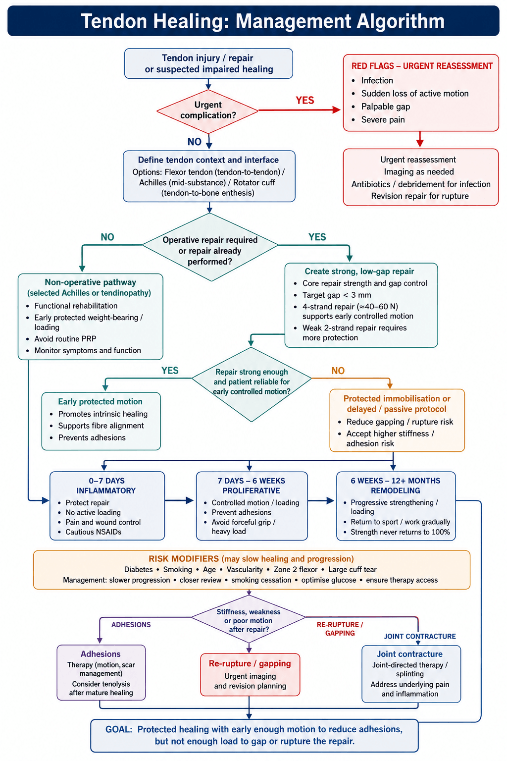 Flowchart: management algorithm applying tendon-healing biology to repair and rehabilitation.