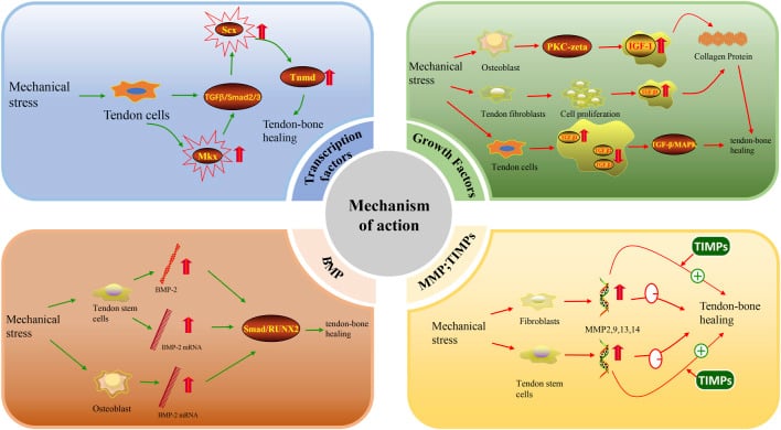 Diagram of mechanotransduction pathways by which mechanical force affects tendon cells, osteoblasts and fibroblasts during tendon-bone healing