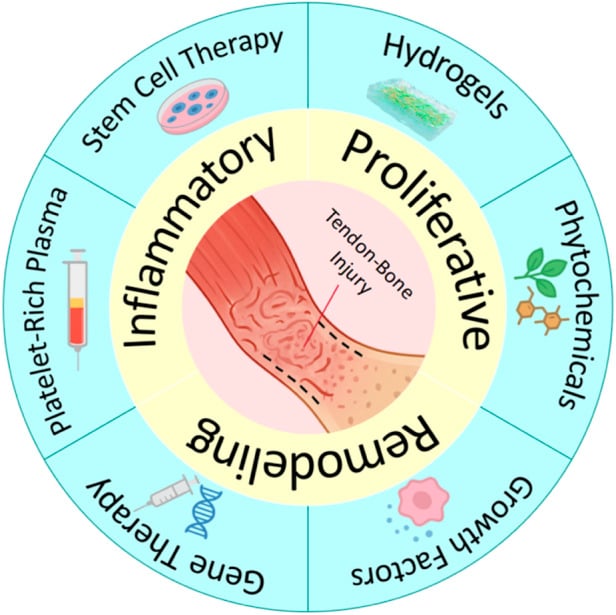 Circular diagram of inflammatory, proliferative and remodelling phases after tendon-bone injury with biological treatment strategies