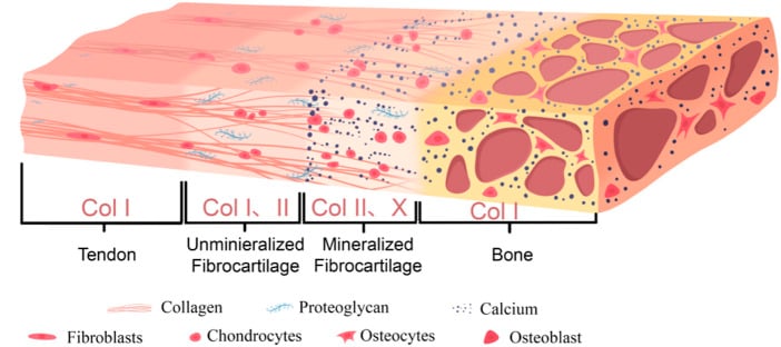 Diagram of the graded tendon-bone enthesis from tendon through unmineralised and mineralised fibrocartilage to bone