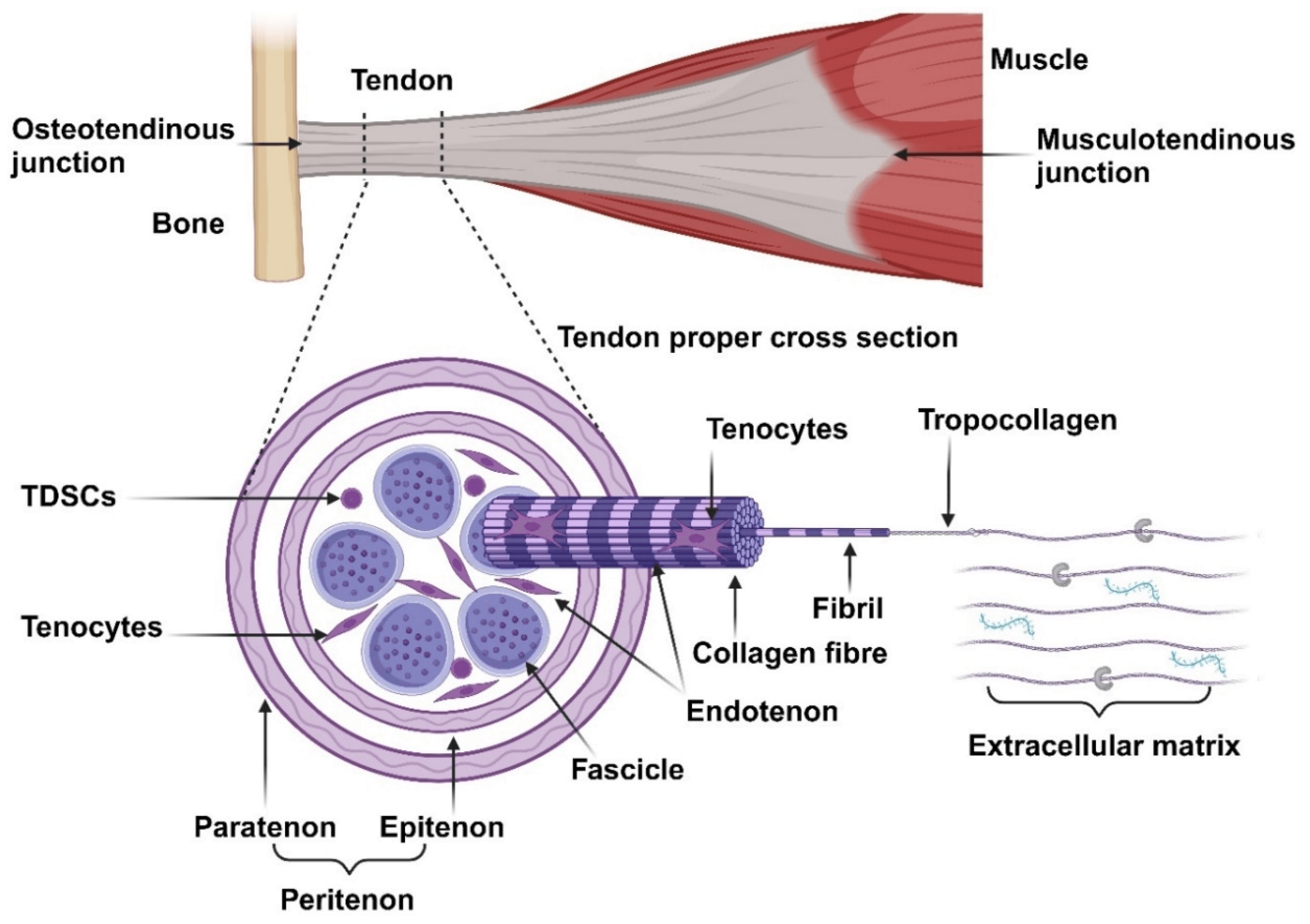 Diagram of tendon structure: muscle to musculotendinous junction to tendon to bone, with the tendon cross-section showing paratenon, epitenon, endotenon, fascicles, fibrils, tenocytes and collagen.
