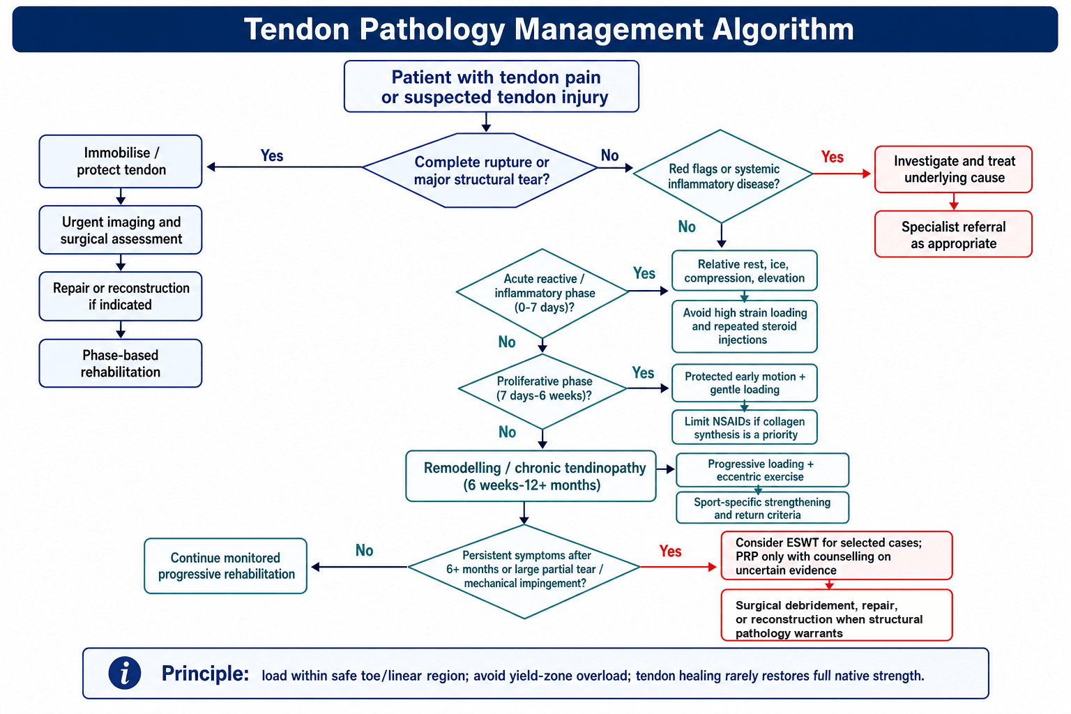 Tendon pathology management algorithm: a complete rupture or major structural tear is immobilised/protected then assessed for repair or reconstruction with phase-based rehabilitation; otherwise red flags or systemic inflammatory disease prompt investigation and specialist referral, and load-related tendinopathy is managed by healing phase - acute reactive/inflammatory phase (0-7 days) with relative rest and avoidance of high-strain loading and repeated steroid injections, proliferative phase (7 days to 6 weeks) with protected early motion and gentle loading, and remodelling/chronic phase (6 weeks to 12+ months) with progressive and eccentric loading; persistent symptoms beyond 6 months or a large partial tear/mechanical impingement prompt consideration of ESWT, PRP (with counselling on uncertain evidence) or surgery, otherwise continued monitored progressive rehabilitation.