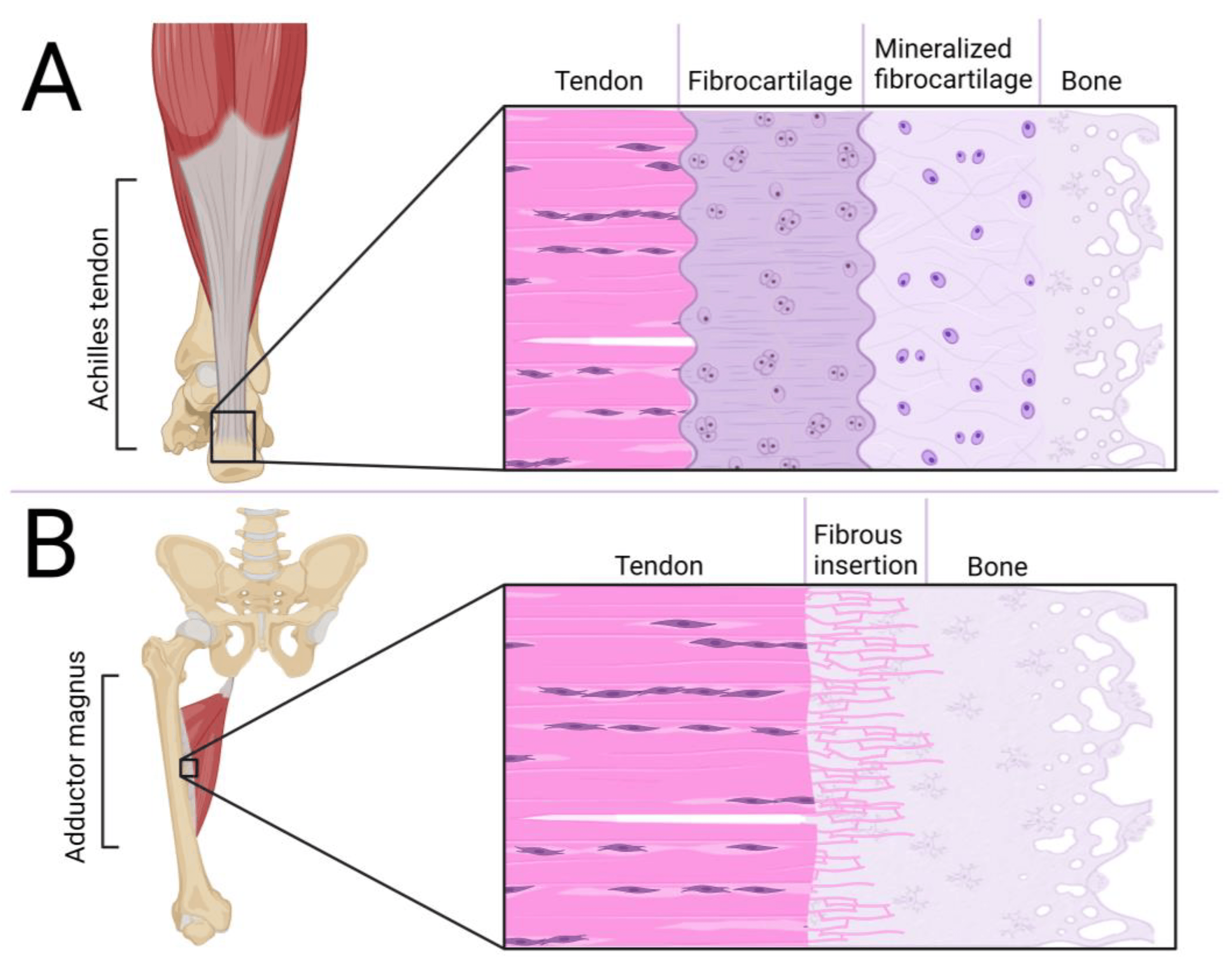 Two-panel schematic: Achilles insertion on the calcaneus labelled tendon, fibrocartilage, mineralised fibrocartilage and bone (A); adductor magnus insertion on the femur labelled tendon, fibrous insertion and bone (B).