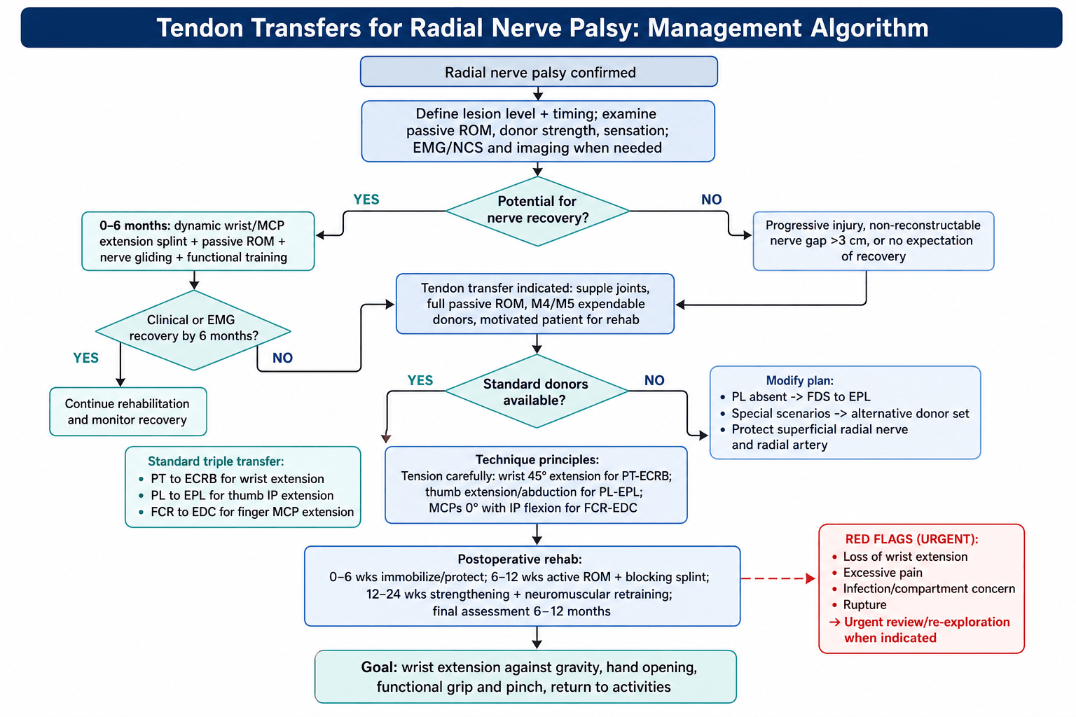 Flowchart: management algorithm for tendon transfers in radial nerve palsy.