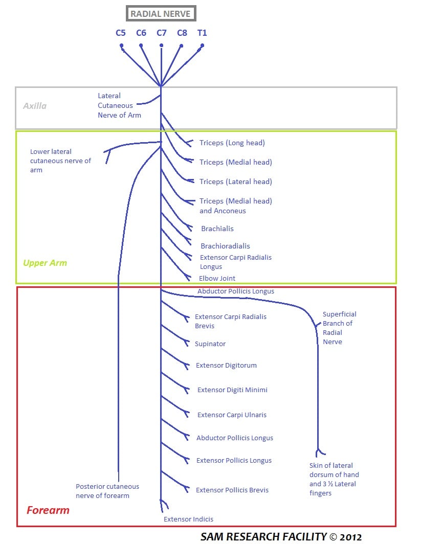 Branching diagram of the radial nerve from C5-T1 through its motor and sensory branches.