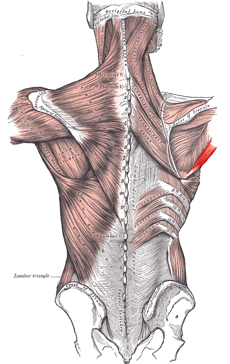 Posterior view of the shoulder and back showing the broad muscles linking the upper limb to the vertebral column, including latissimus dorsi, trapezius and teres major.