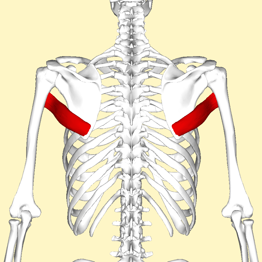 Posterior view of the shoulder with the teres major muscle highlighted in red, running from the inferior scapular angle to the humerus.