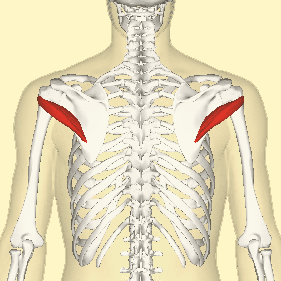 Posterior anatomical render with both teres minor muscles highlighted from the lateral scapular borders to the proximal humeri.