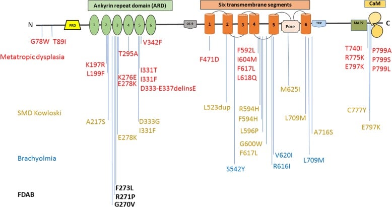 TRPV4 protein map showing disease-associated variants and the familial digital arthropathy region.