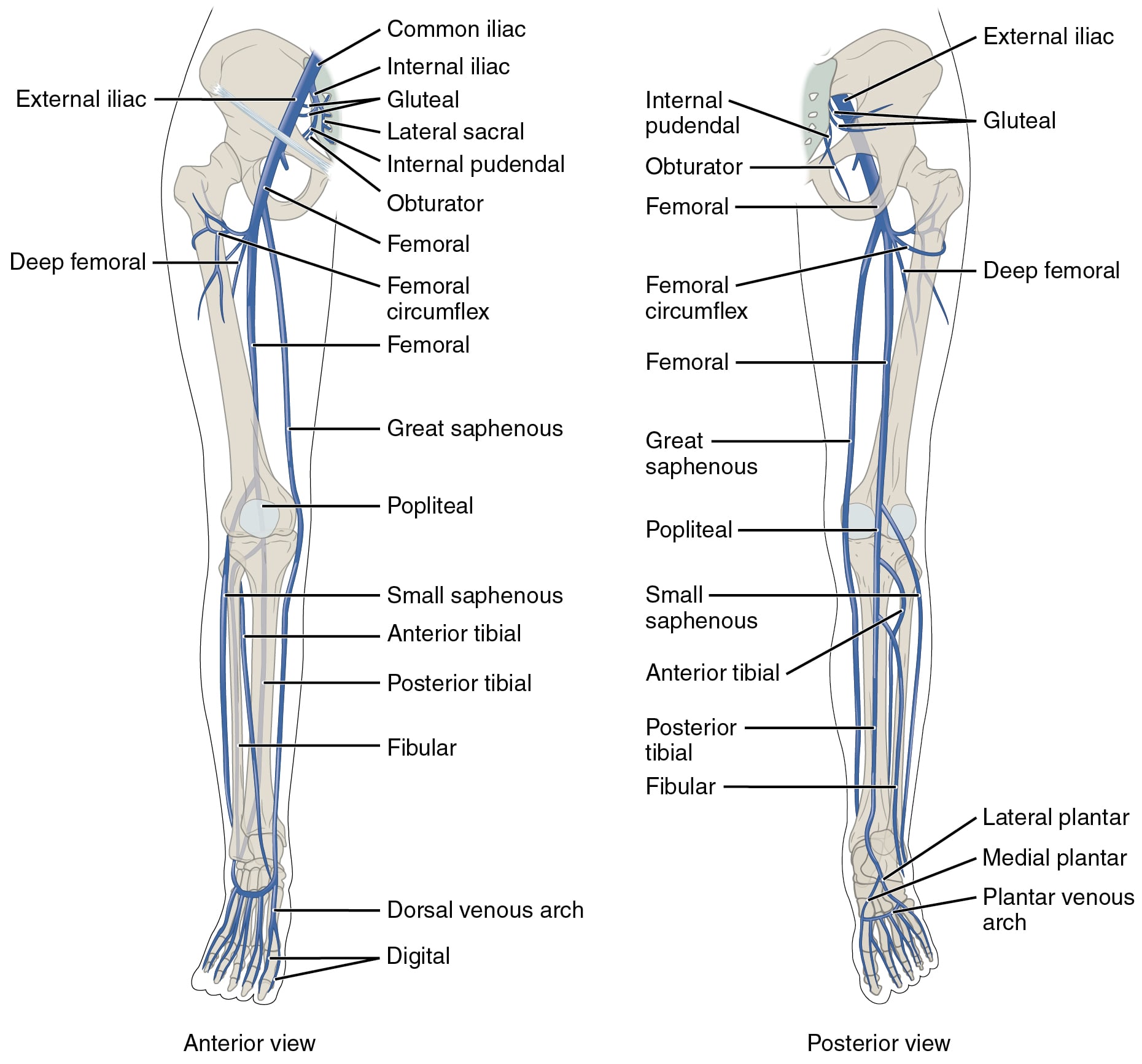 Anterior and posterior views of the deep and superficial veins of the lower limb, from the iliac veins to the digital veins