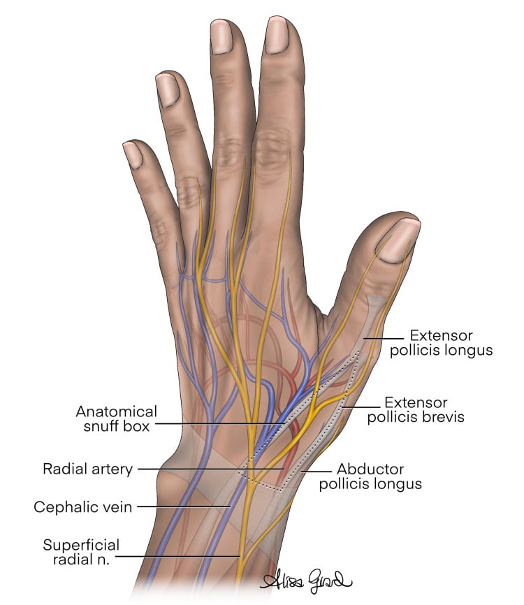 Illustration of the superficial radial nerve branches crossing the anatomical snuffbox with extensor pollicis longus, brevis, abductor pollicis longus and the radial artery