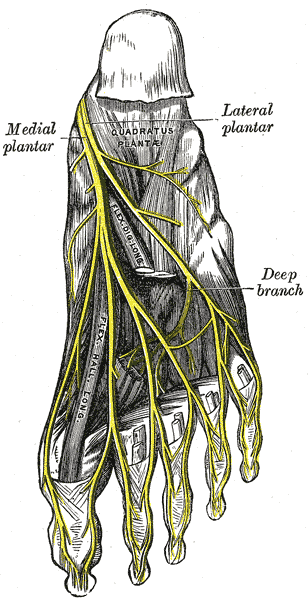 Plantar view of the foot showing the medial and lateral plantar nerves and the deep branch