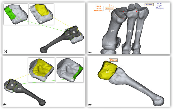 Three-dimensional Lisfranc articular surfaces and dorsal second-metatarsal step-off