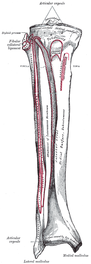 Anterior anatomy of the tibia and fibula