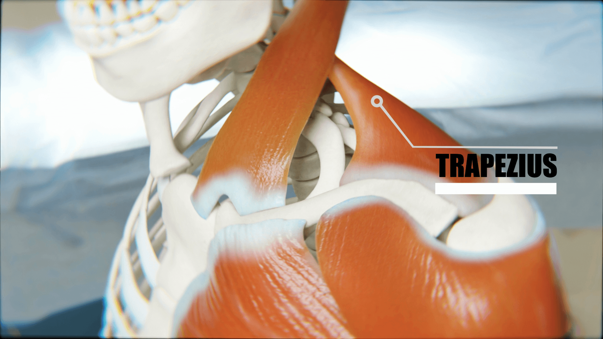 Labelled posterior view illustration of the trapezius muscle showing its descending, transverse and ascending parts.