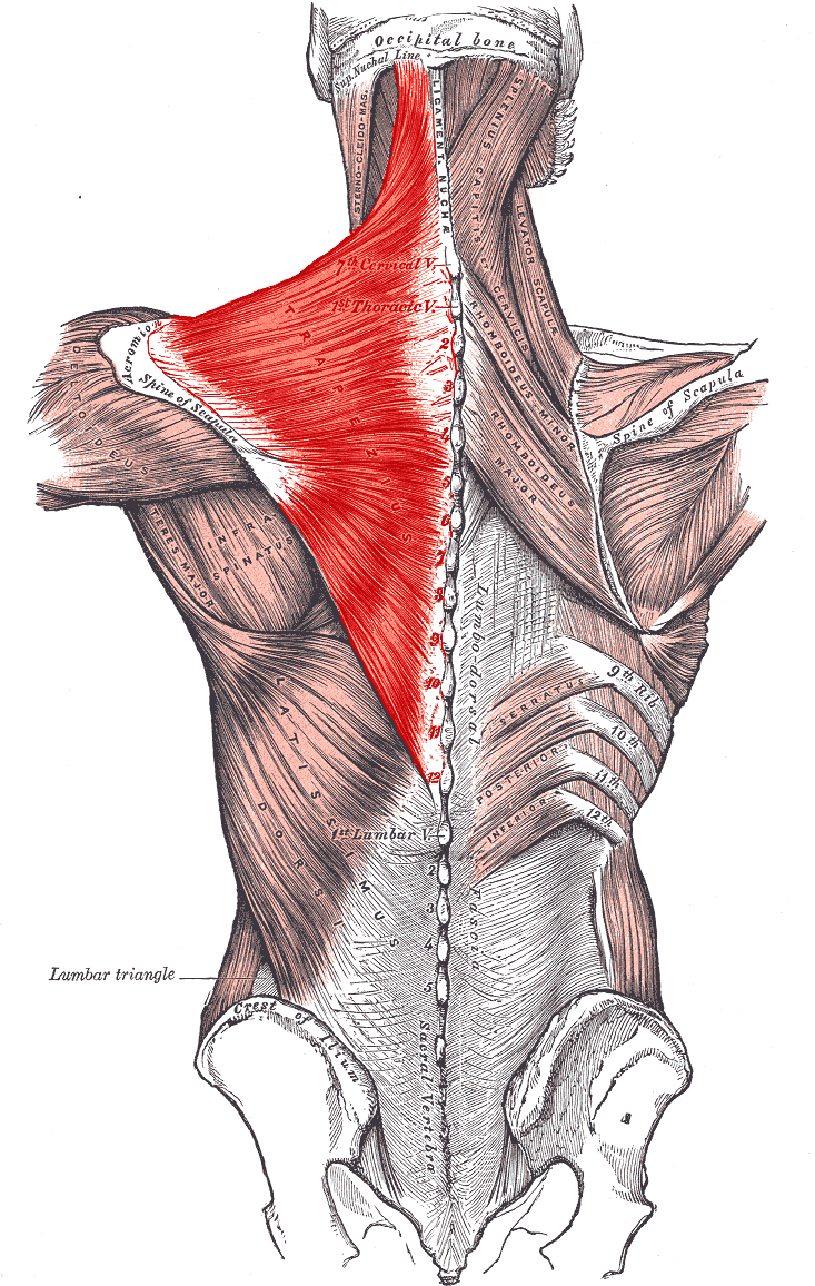 Posterior view of the superficial back and shoulder muscles showing the trapezius spanning from the skull and cervical spine to the scapula and clavicle.