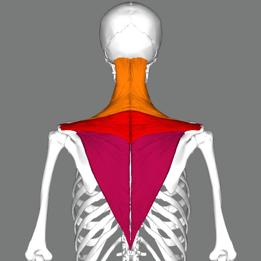 3D reconstruction with trapezius highlighted from occiput and spinous processes to the scapular spine, acromion and clavicle.